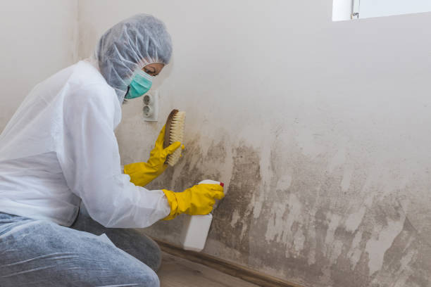 Best Local Mold Removal Service  in San Luis Obispo, CA
