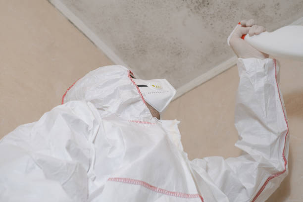 Home Mold Removal in San Luis Obispo, CA