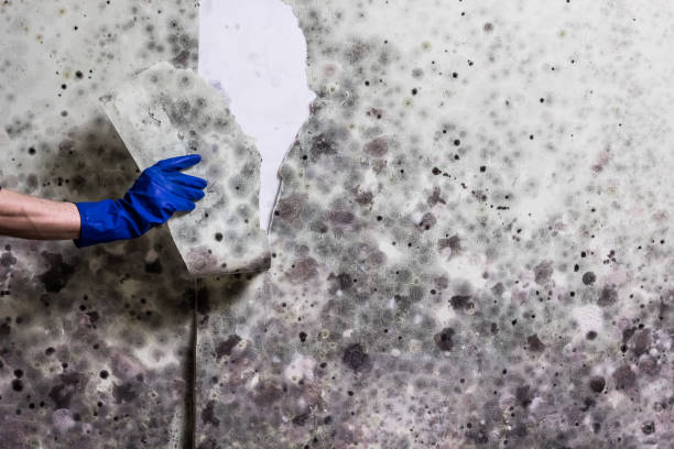 Best Professional Mold Removal  in San Luis Obispo, CA